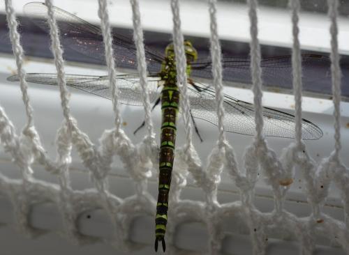 Aeshna cyanea